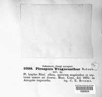 Pleospora tragacanthae image